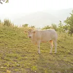 Vakantieboerderij Campo Del Pillo *