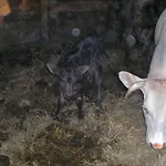 Vakantieboerderij Campo Del Pillo Pietradura