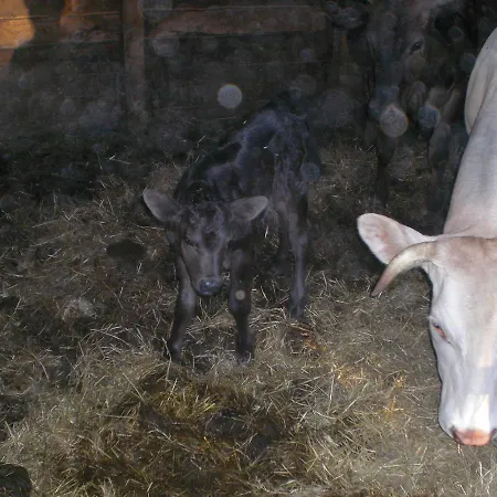 ファームステイ Campo Del Pillo Pietradura