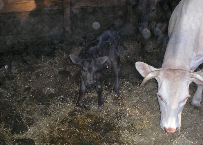 Alloggio per agriturismo Campo Del Pillo Pietradura